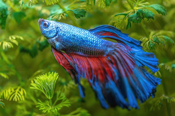 Siamesisk kampfisk :: Akvaristikhandboken
